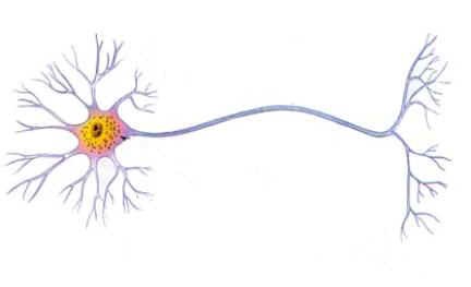 Neurônios